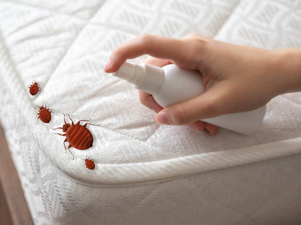 Best Mosquito Control Services  in Brocton, NY