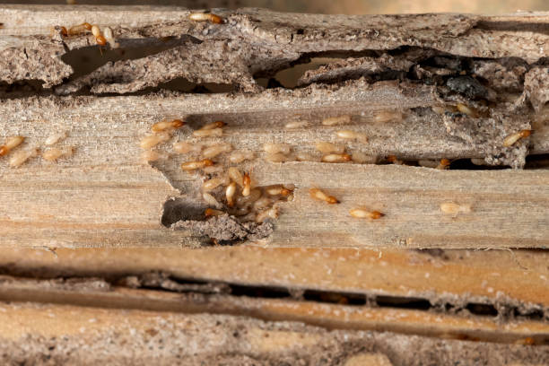 Best Affordable Pest Control Services  in Brocton, NY